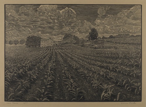 Corn Rows
